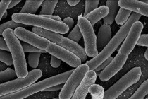 Egyptian seeds source of virulent E. coli bacteria