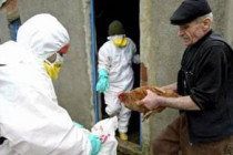 UN warns of possible bird flu resurgence