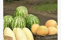 Listeria outbreak from cantaloupe melons kills 13 in US