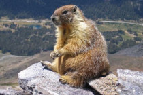 Marmot Day to be celebrated today