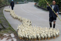 Bird flu strain in China 'passed between humans'