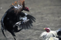 Romanian princess among people arrested for cockfighting ring