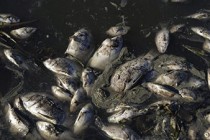 Tons of fish die in lake Near Rio's Olympic park