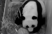 Giant panda Mei Xiang gives birth to stillborn 2nd cub