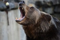 Bear kills two villagers, shot dead by police in East Siberia