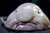 Blobfish wins ugliest animal vote