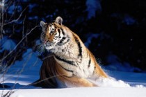 Tigers emerge from taiga in Russian Far East, scaring locals