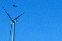 US firm Duke Energy pays out over wind farm eagle deaths