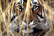 India tiger killings: Hunt on after seventh victim found