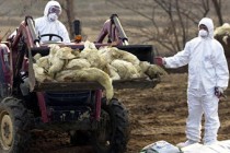 S Korea on alert after bird flu confirmed