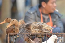 Bird flu cases surge ahead of Chinese New Year