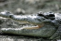 Crocodile attack in Australia: Boy, 12, feared dead