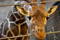 Second Danish zoo may kill a giraffe called Marius