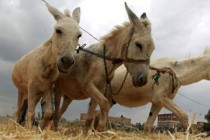 Kenya: Africa's first donkey abattoir feeds Chinese meat demand