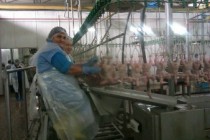 Hraparak: Poultry factory management treats workers like slaves 