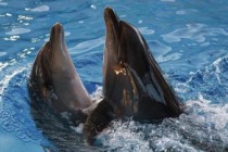 Crimean military dolphins to serve in Russian Navy