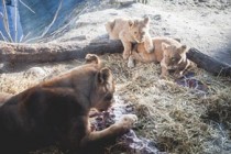 Copenhagen Zoo kills 4 lions, weeks after shooting giraffe