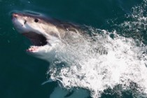 Shark kills woman swimming off New South Wales beach