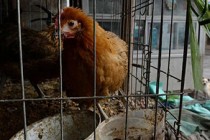 World's first H5N6 bird flu death reported in China