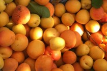 Poor apricot harvest forecast in Armenia this year