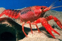 Crayfish may experience form of anxiety