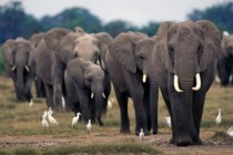 Africa elephants 'face survival threat' from poaching