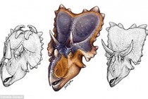 Scientists discover bizarre dinosaur with horned ‘angel wings’ on its head