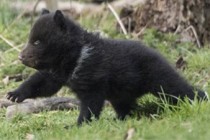 Swiss zoo kills, stuffs 'neglected' bear