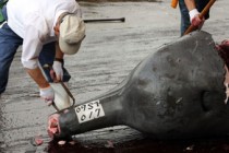 Japan begins whaling season with meat feast for school children