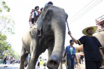 Cruel trade in Asian elephants threatens survival - report