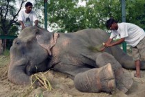 Elephant cries tears of joy after being freed from suffering