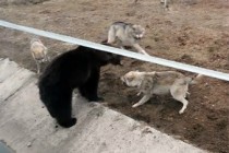 В Ярославском зоопарке на медведя напали волки