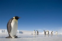 Giant penguins roamed Antarctic 40 million years ago