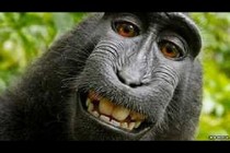 Photographer 'lost £10,000' in Wikipedia monkey 'selfie' row