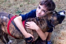 Protective pit bull saves 8-year-old boy from swarm of bees