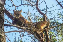 Live traps set for mountain lion that attacked boy