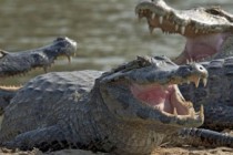 Tipsy Australian fights off crocodile with eye-poke