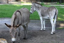 Donkeys reunited at Polish zoo after sex scandal