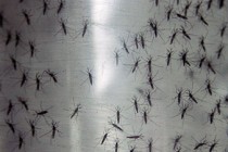 New mosquito-borne virus spreads in Latin America