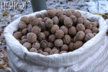 Haykakan Zhamanak: Walnut prices to reach 15,000 drams by New Year 