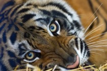 Tiger released by Putin suspected of pouncing on hen house in China