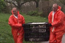 Bird flu: EU urgent meeting after Netherlands outbreak