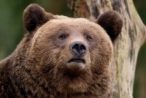 Brown bears return to Chernobyl after a century away