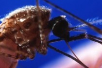 Halving of malaria deaths 'tremendous achievement'