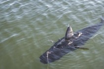 US Navy tests shark-like underwater drone created for surveillance purposes