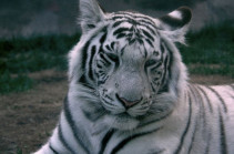 White tiger kills zookeeper in Japan but family urges mercy