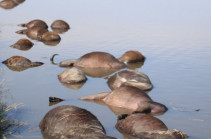 Hundreds of buffaloes drown 'fleeing lions' in Botswana