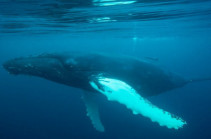 Japan whale hunting: Commercial whaling to restart in July