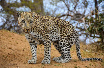 South Africa: Toddler killed by leopard in Kruger National Park