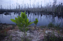 Plant extinction 'bad news for all species'